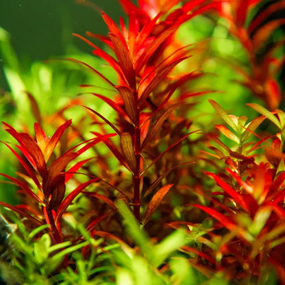 Rotala (LOCAL)