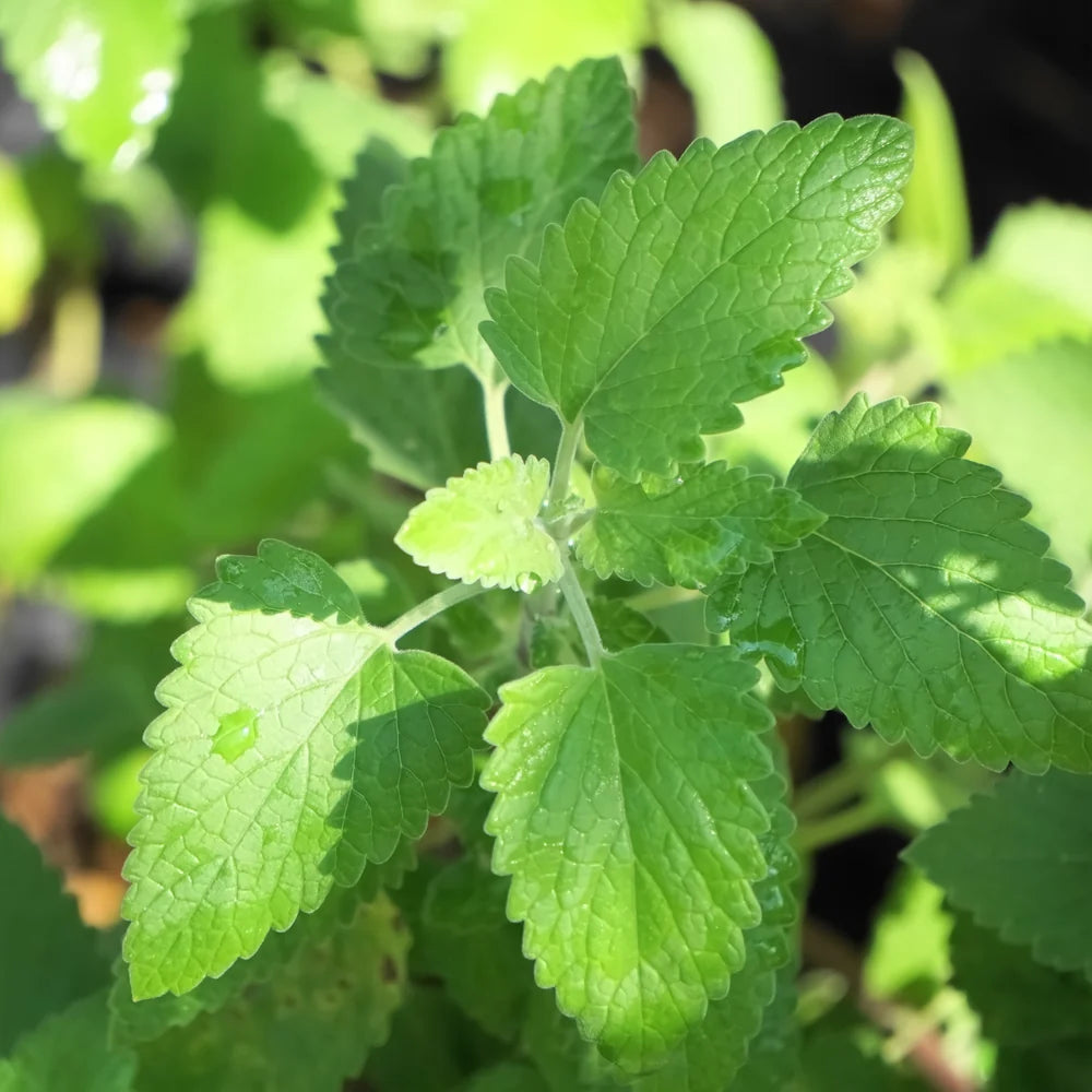 Pet Cuisine - Fresh Catnip