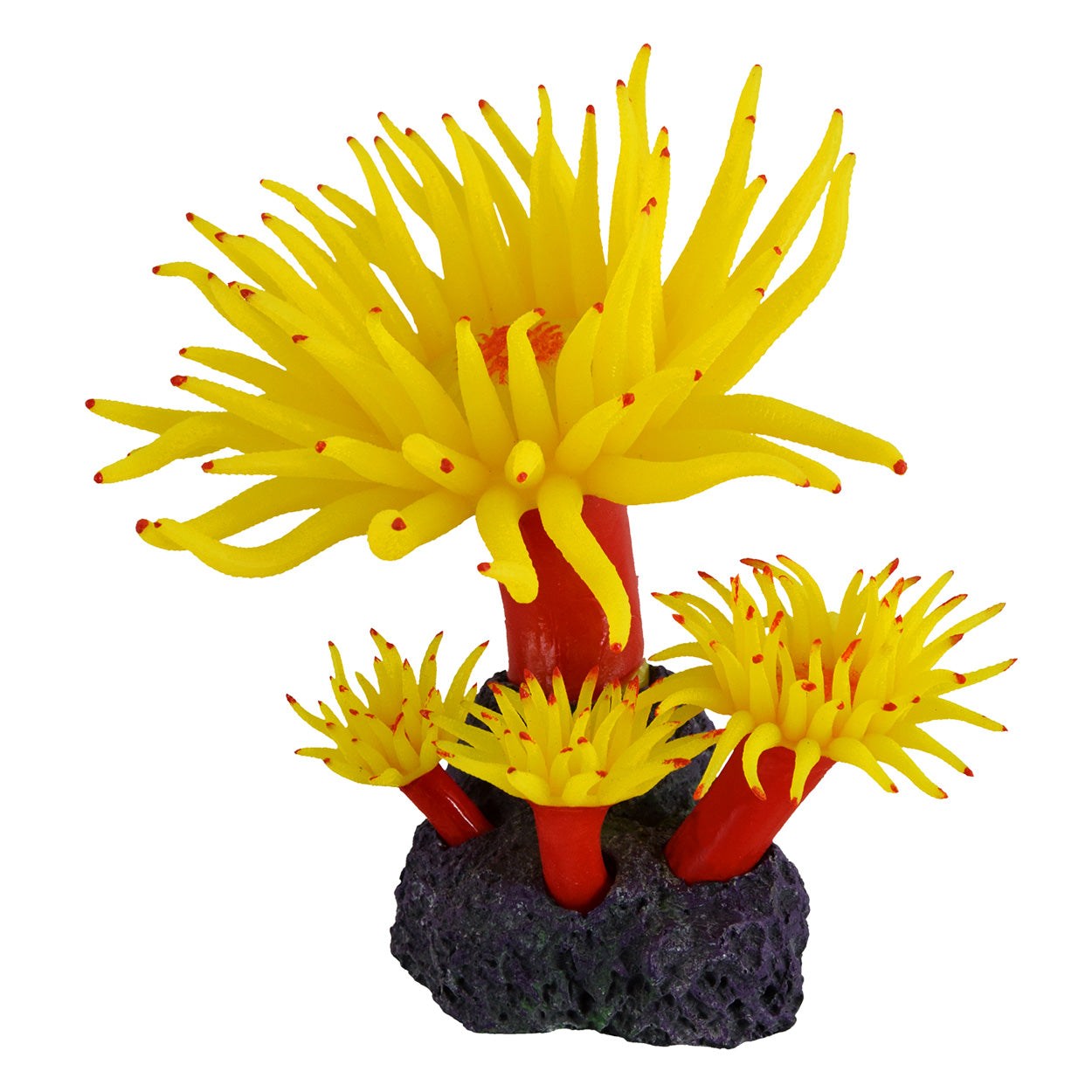Underwater Treasures - Duncan Coral - Sunset