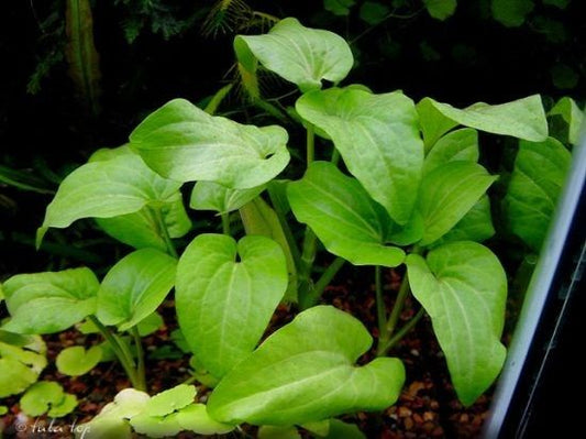 Saururus Cernuus