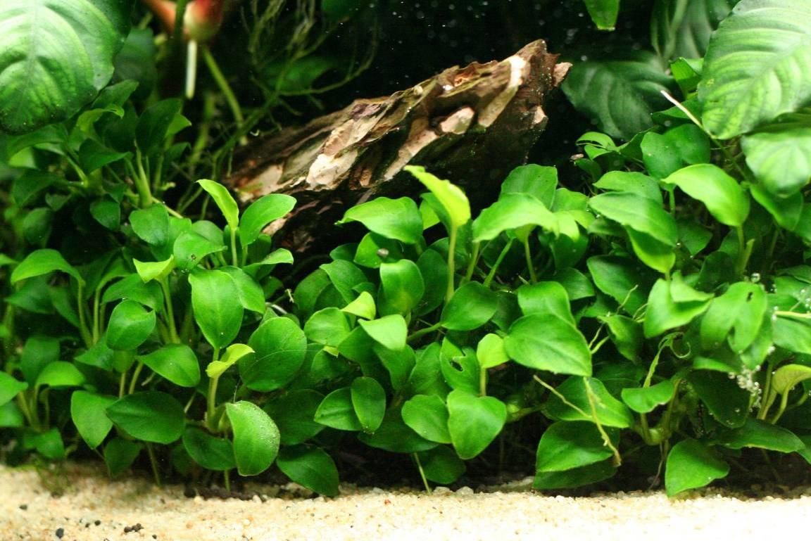 Anubias Barteri Var Nana (Petite)
