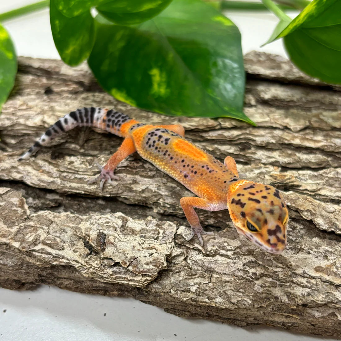 Black Night Electric Tangerine Leopard Gecko