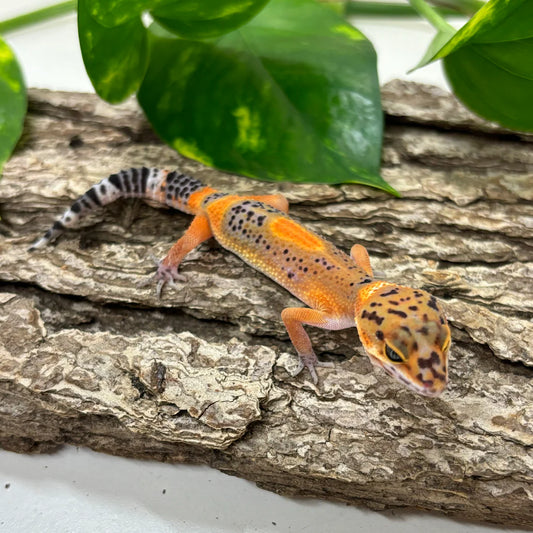 Black Night Electric Tangerine Leopard Gecko