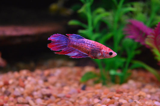 Female VeilTail Betta