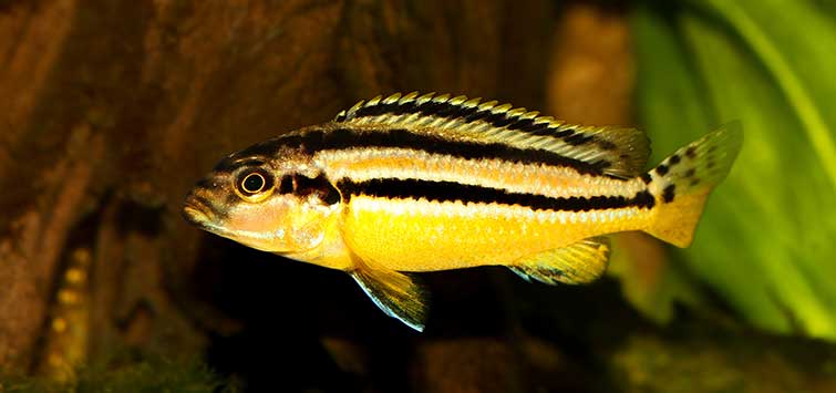 Golden Mbuna Cichlid