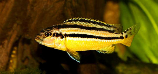 Golden Mbuna Cichlid