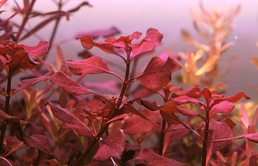 Ludwigia - Super Red