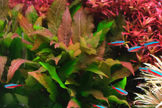 Hygrophila Corymbosa