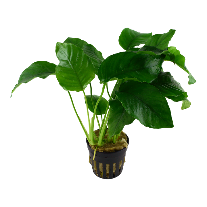 Anubias Barteri Var Barteri