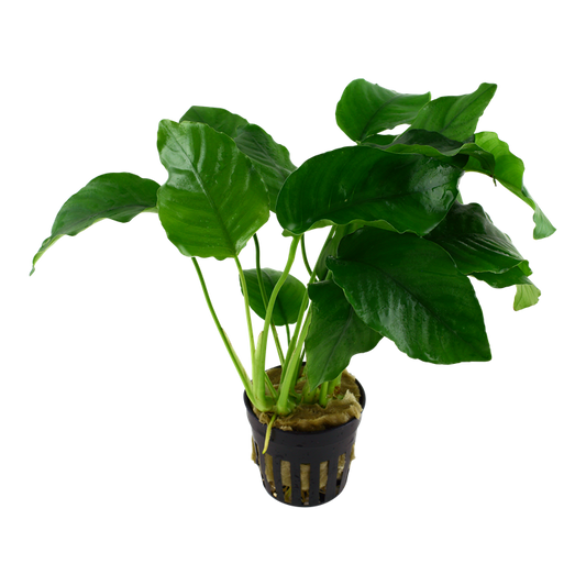 Anubias Barteri Var Barteri