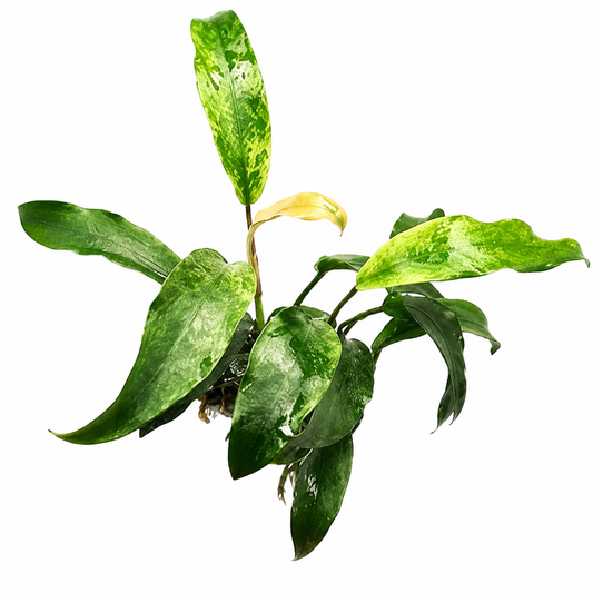 Anubias Barteri Var Glabra (Minima)