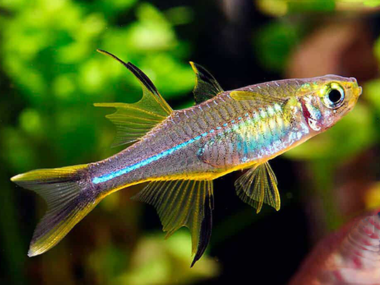 Rainbow celebes