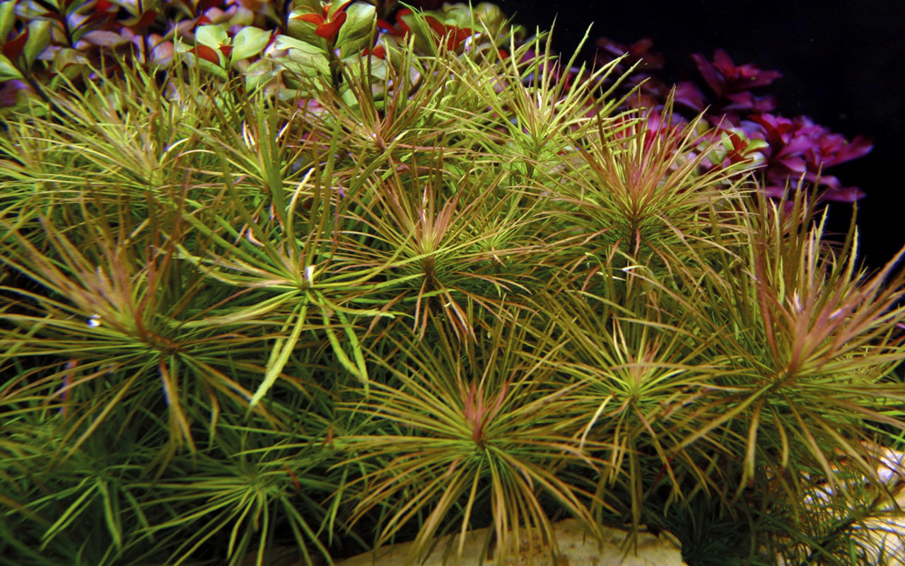 Pogostemon Stellatus