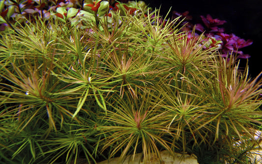 Pogostemon Stellatus