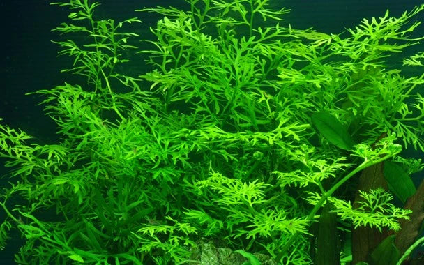 Ceratopteris Thalictroides