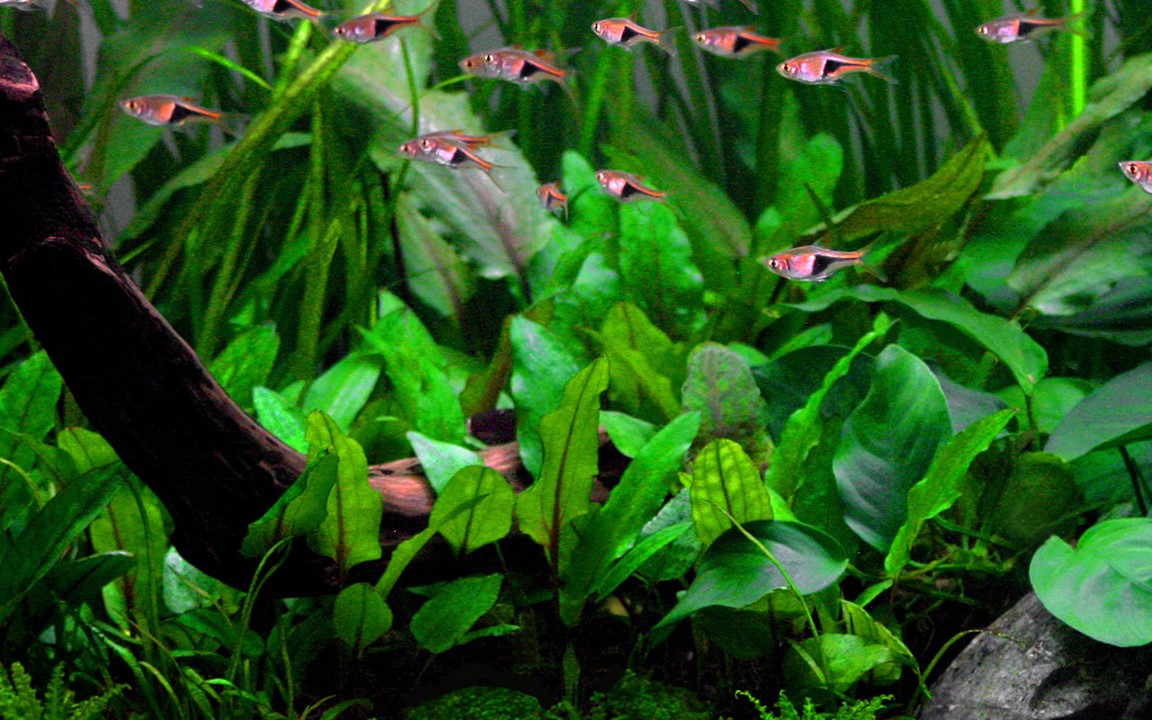 Cryptocoryne Wendtii green