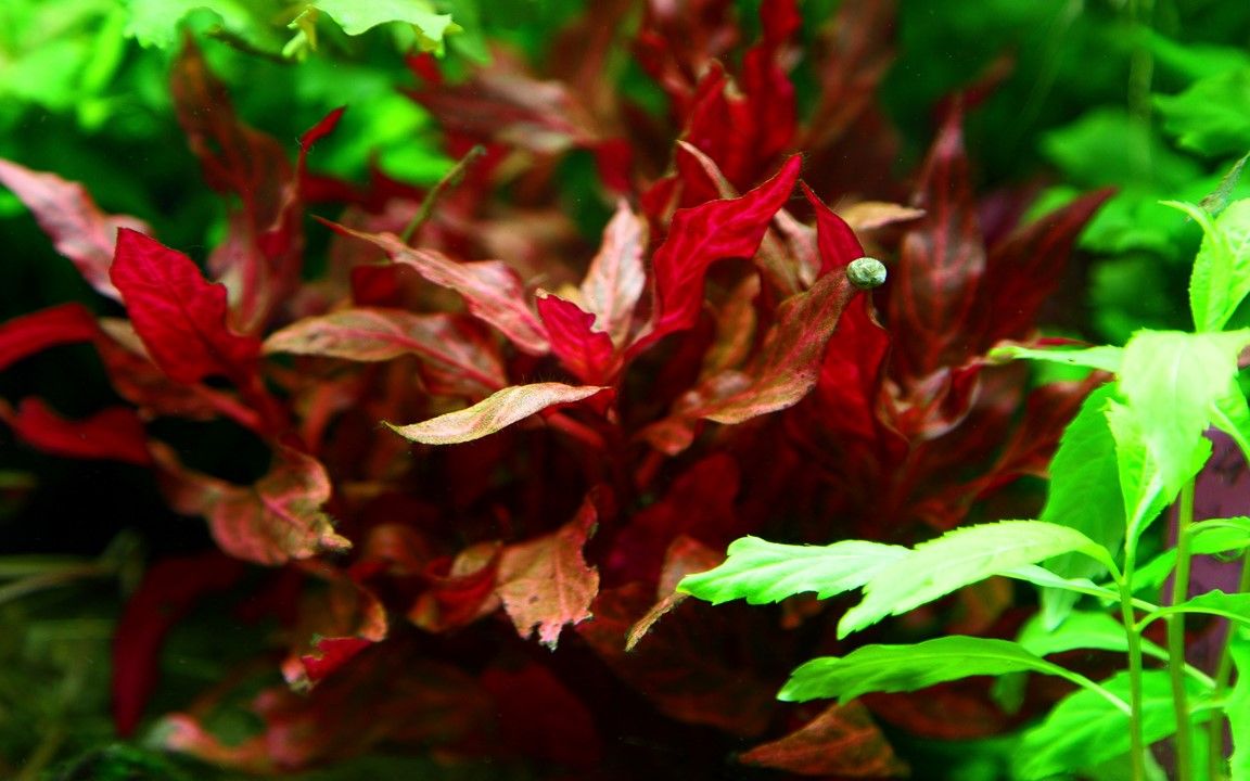 Alternanthera reineckii 'Rosanervig