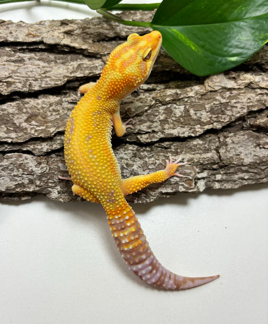 Red Stripe Rainwater Albino Leopard Gecko Female