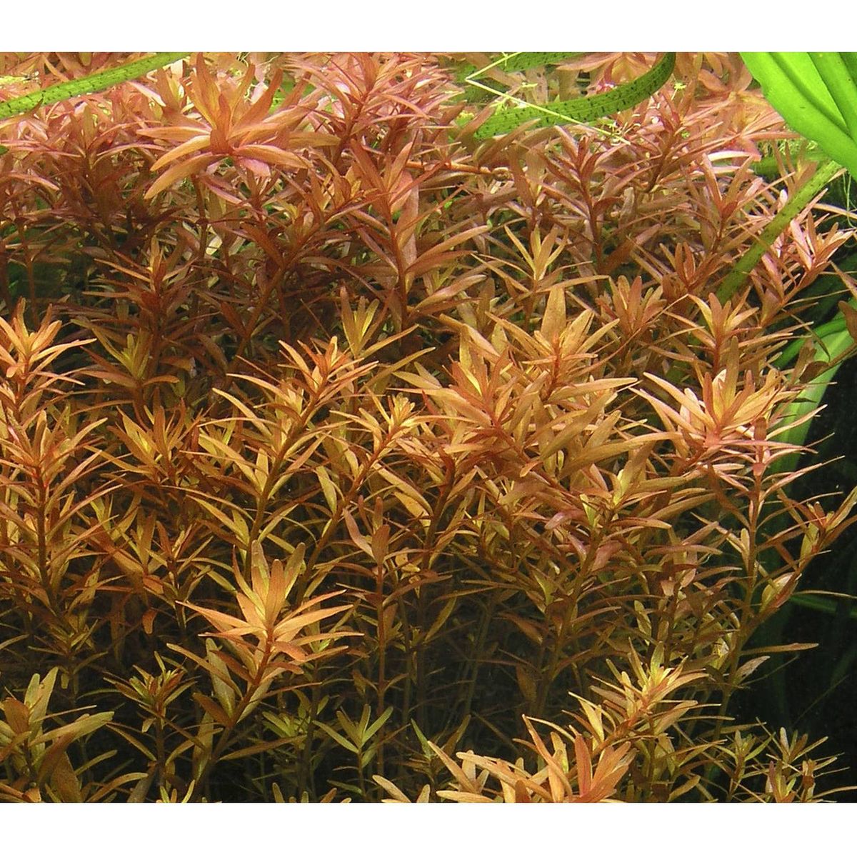 Rotala Rotundifolia Orange Juice