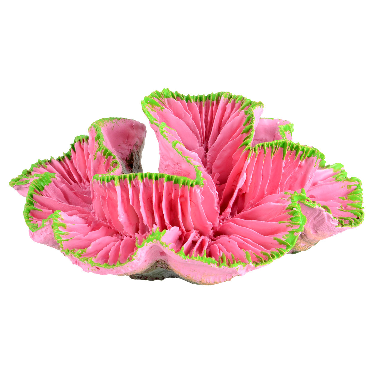 Underwater Treasures -  Open Brain Coral - Pink