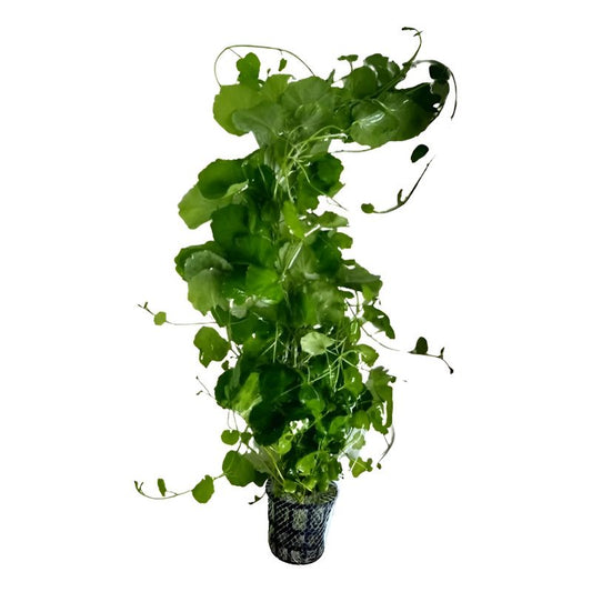 Cardamine Lyrata