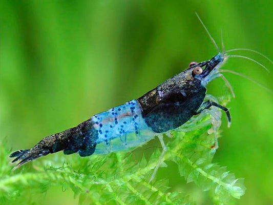 Blue Rilli Shrimp