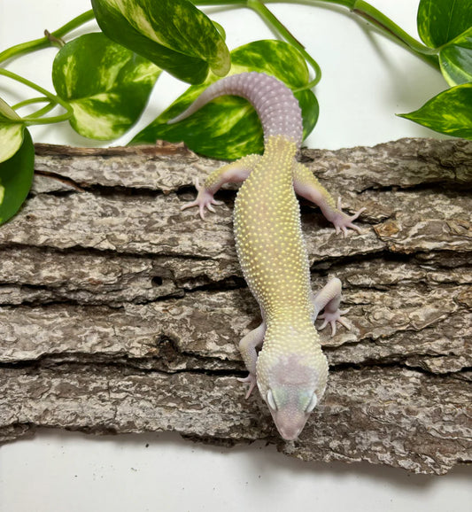 Mack Snow Diablo Blanco Leopard Gecko