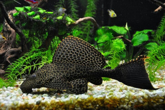 Spotted Hifin Pleco