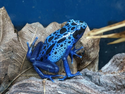 Blue Azur Dart Frog