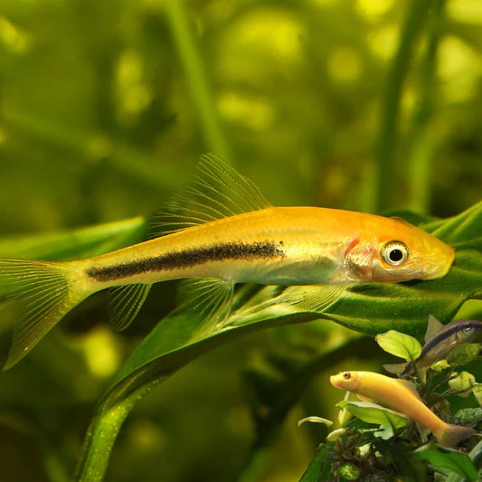 Marble Algae Eater