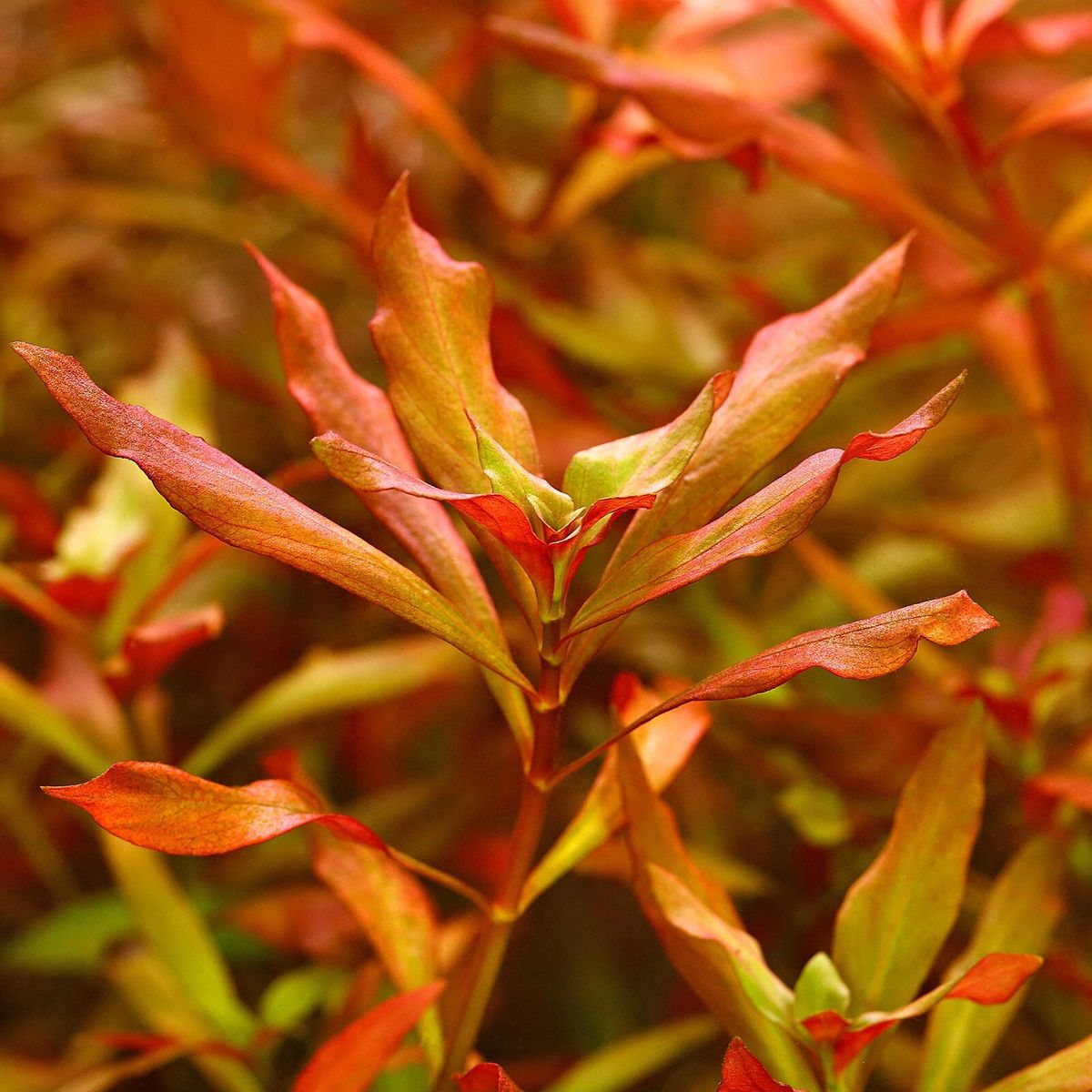 Ludwigia Inclinata 'Dark Orange'