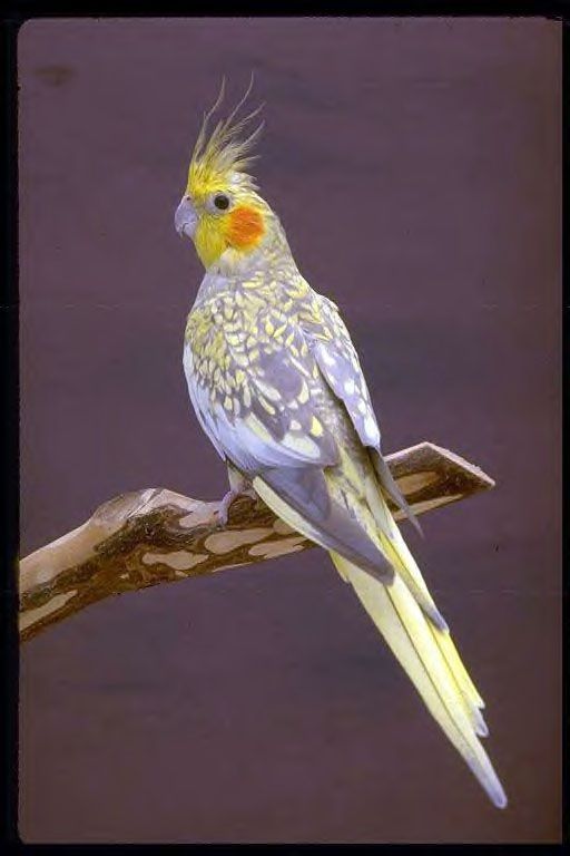 Fancy Cockatiel