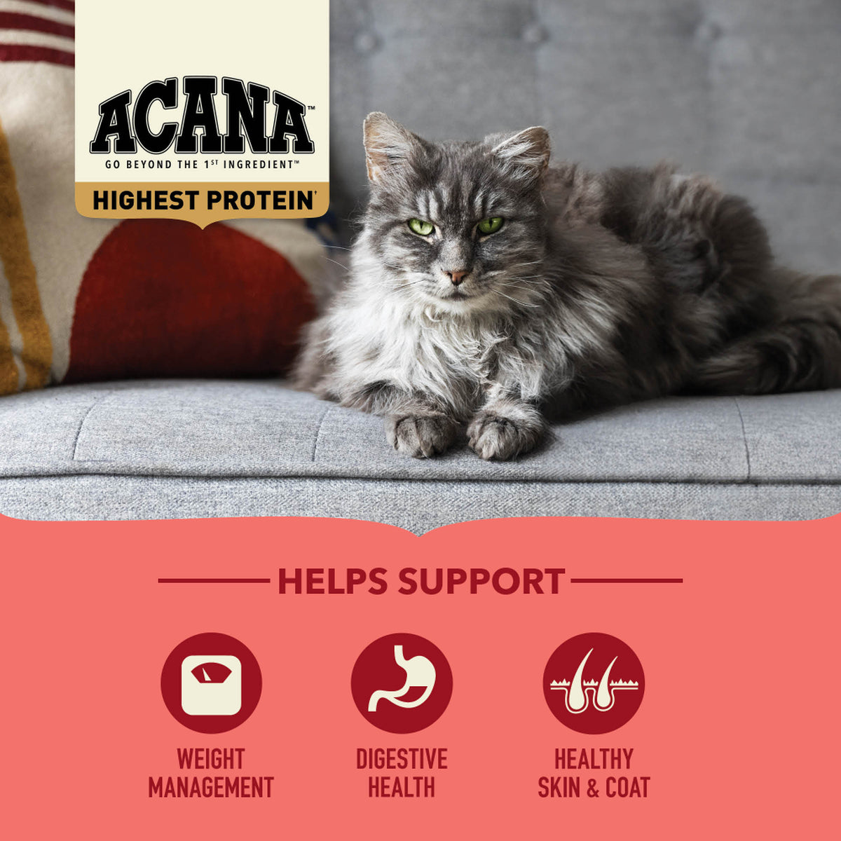 Acana - Cat - Highest Protein - Indoor Cat