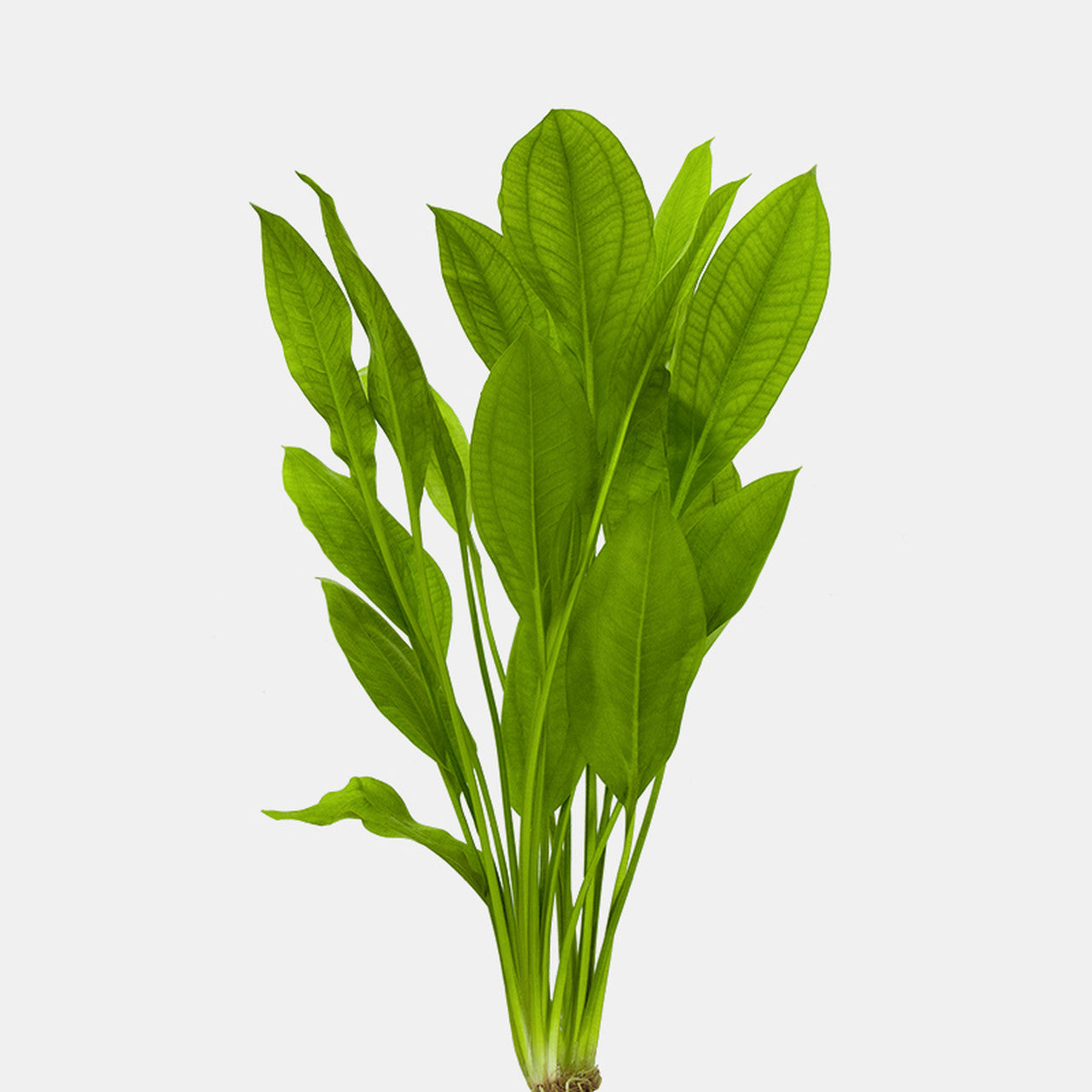 Amazon Sword Plant