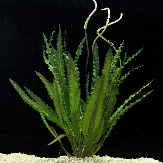 Aponogeton Crispus