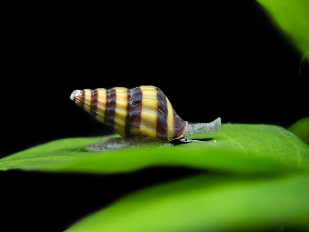 Assasin snail