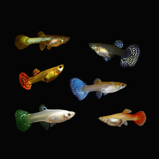 Assorted Female Guppy