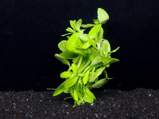 Bacopa Madagascariensis