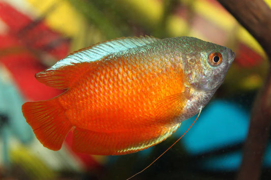 Fire Red Honey Gourami