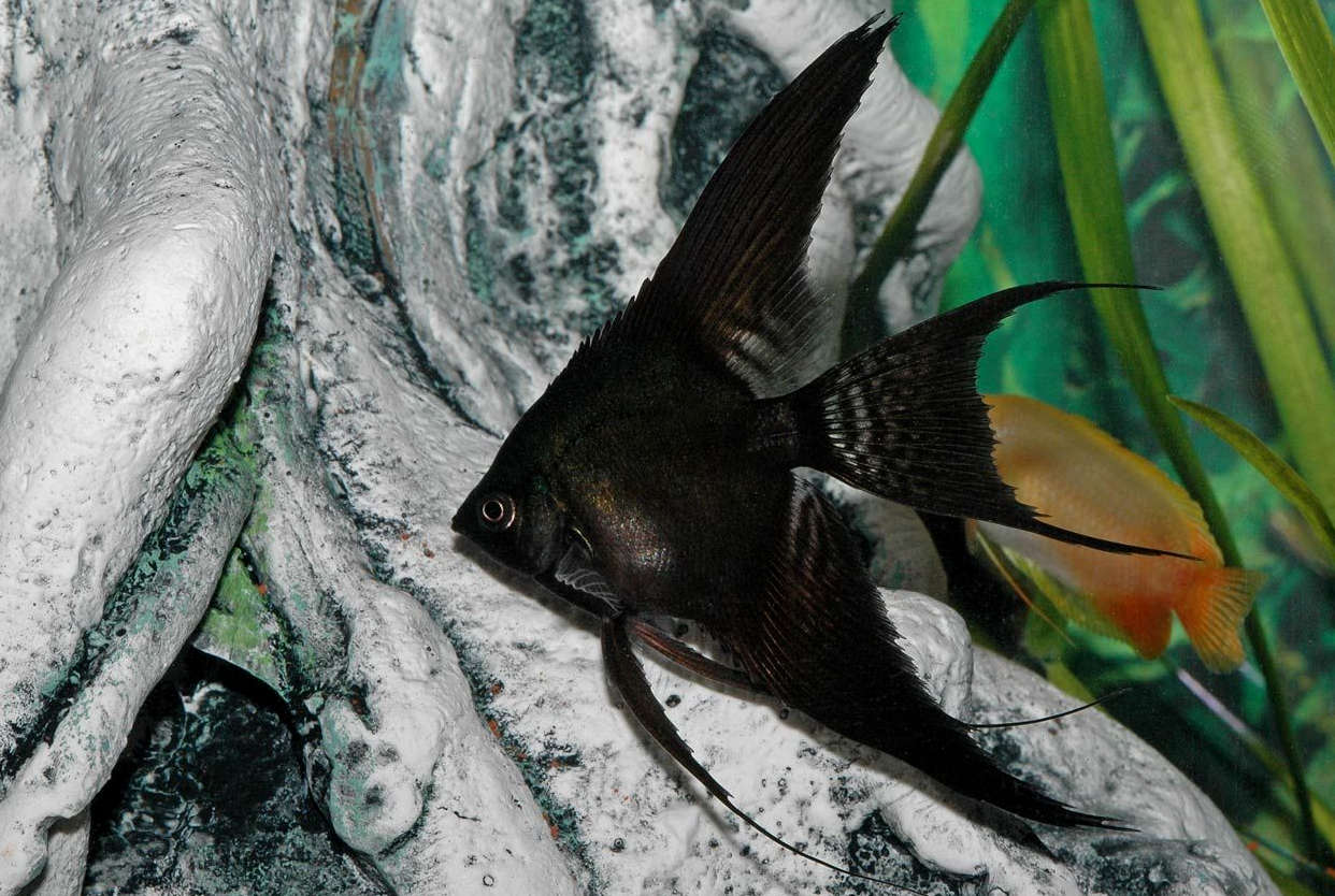 Black Lace Veil Angelfish