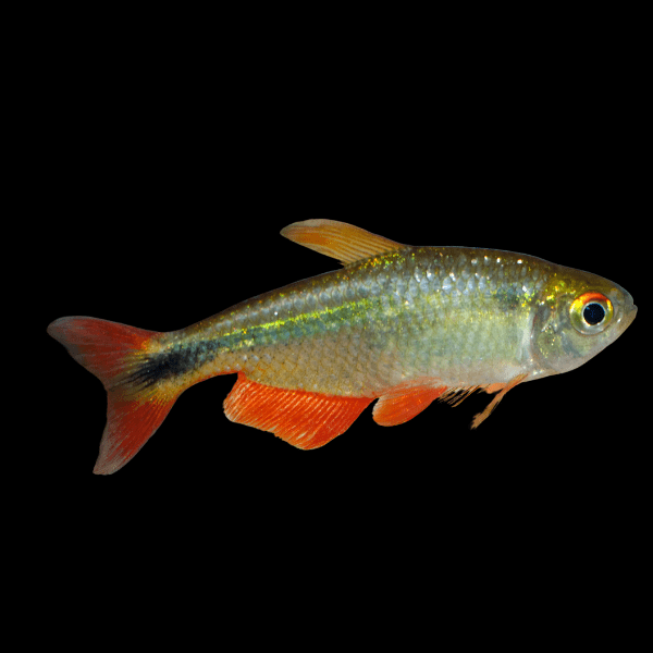 buenos aires tetra planted tank Buenos Aires Tetra