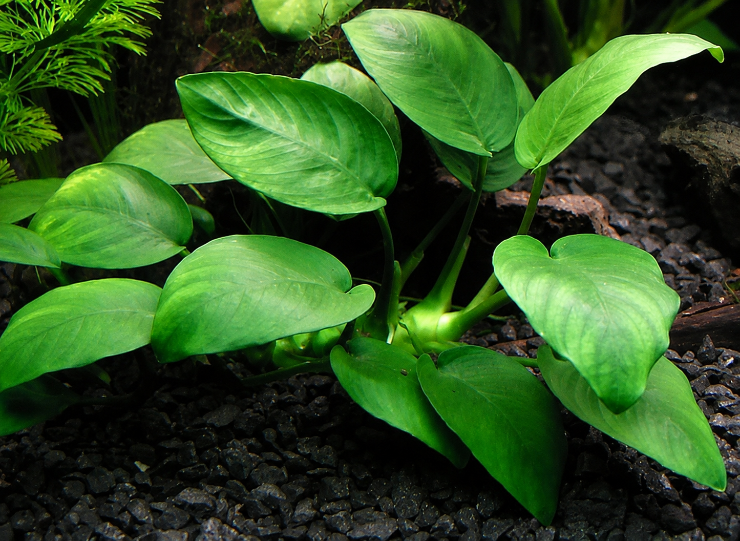 Anubias Barteri Var Nana (Bonsai)