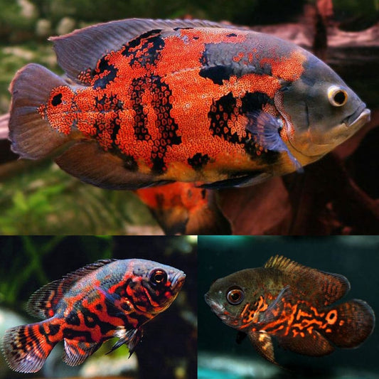 Tiger Oscar