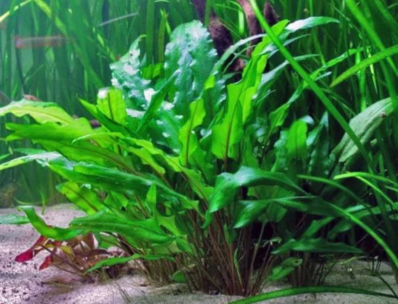 Cryptocoryne (Local)