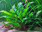 Cryptocoryne (Local)