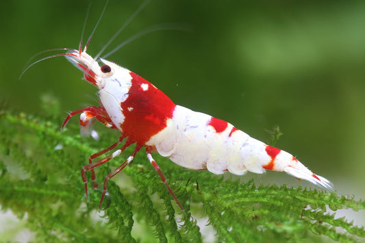 Assorted Crystal Shrimp