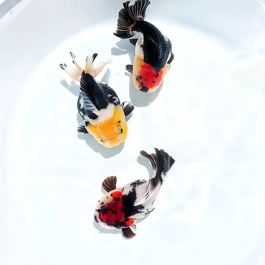 Tricolor - Oranda Goldfish Medium