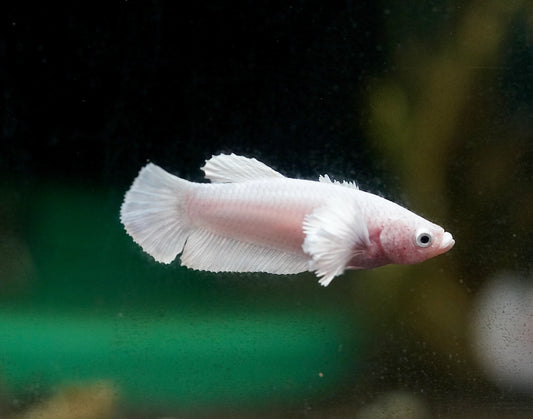 Dumbo Ear Female Betta