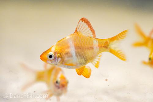 Assorted Tiger Barb