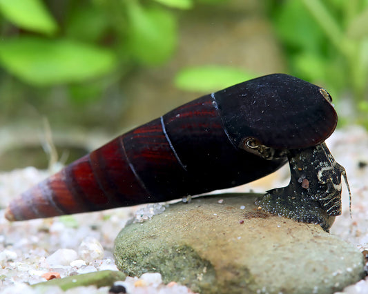 Black Devil Spike Snail (Large)